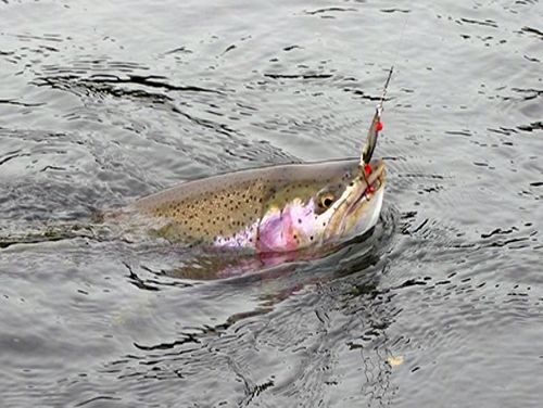 Рыбалка на реке Быстрая 