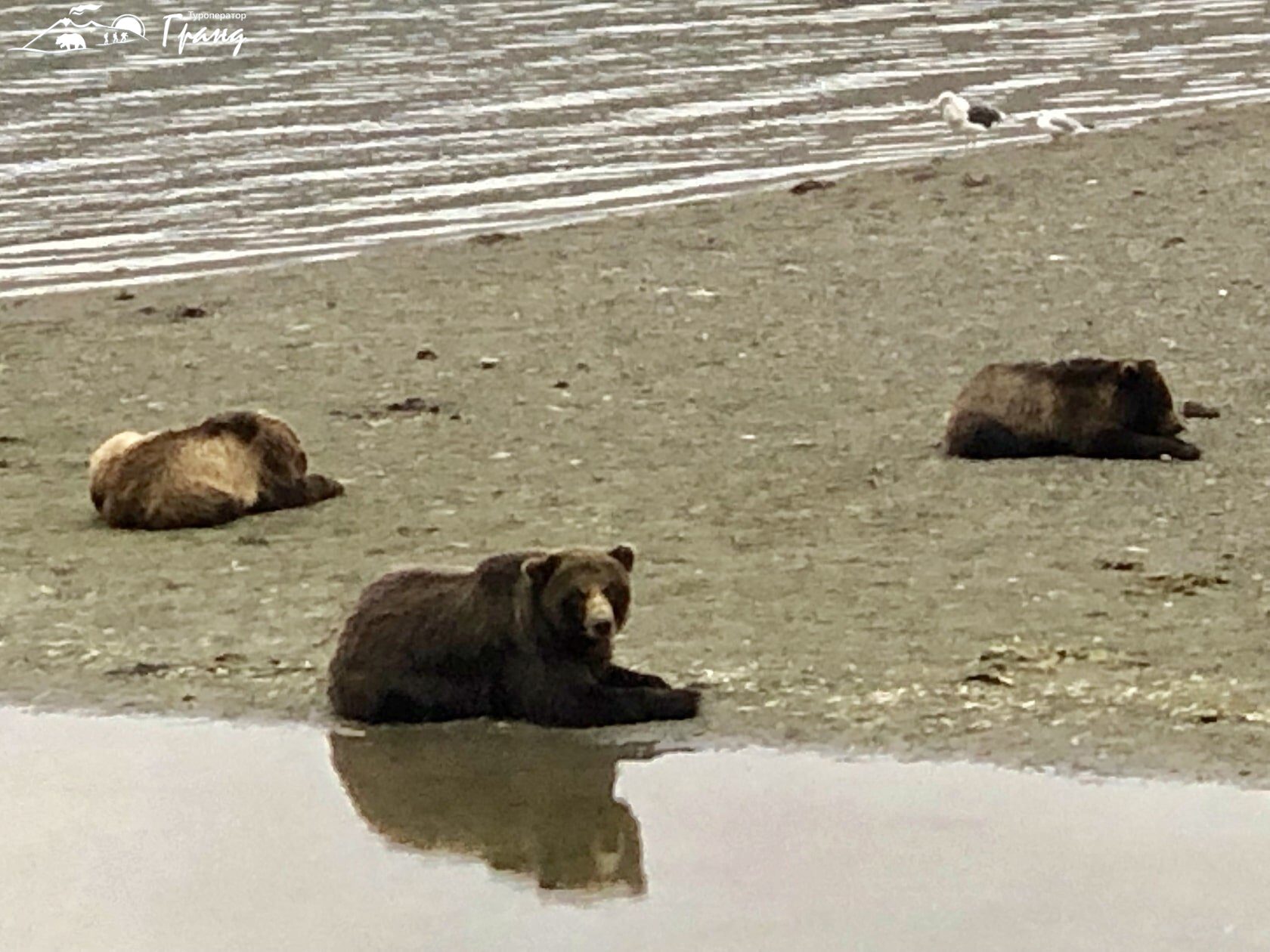 Экскурсионный тур Экспедиция к хозяину Камчатки